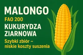 malongo-fao-200-kukurydza-ziarnowa-szybki-zbior-niskie-koszty-suszenia