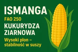 kukurydza-ismanga-fao-240-moc-i-zdrowotnosc-lanu-80-tys-nas