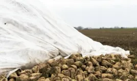 fliz-na-stogi-6-00-x-12-50m-do-okrywania-stogow-ziemniakow-burakow