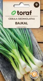 cebula-siedmiolatka-bajkal-3g-toraf