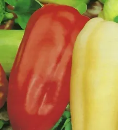 papryka-slodka-mira-05g-spojnia