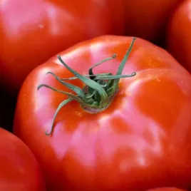 pomidor-beta-05g-spojnia