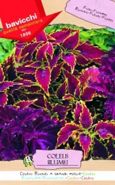 koleus-wloskie-nasiona-bavicchi-01g