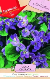 fiolek-pachnacy-wloskie-nasiona-bavicchi-01g