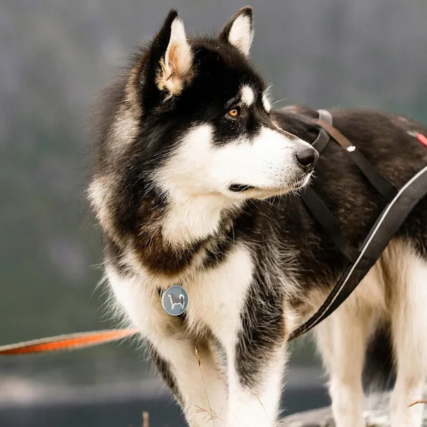 identyfikator-prostokatny-ce-zielony-ksztalt-prostokatny