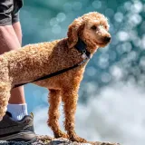 identyfikator-prostokatny-ce-zielony-stan-nowy-kolor-zielony