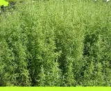 estragon-suszony-otarty-100g-premium-line-marka-mr-cook-rodzaj-estragon