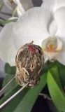 herbata-calabash-kwitnaca-1-sztuka-flavo-forma-lisciasta