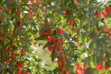 jagody-goji-suszone-1kg-makar-stan-nowy