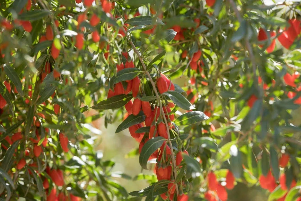 jagody-goji-suszone-1kg-makar