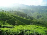 herbata-oolong-se-chung-100g-flavo-fit-stan-nowy-kod-producenta-herbata-oolong-se-chung-100g-flavo