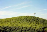 herbata-pu-erh-hawai-50g-flavo-forma-lisciasta-kod-producenta-herbata-pu-erh-hawai-50g-flavo