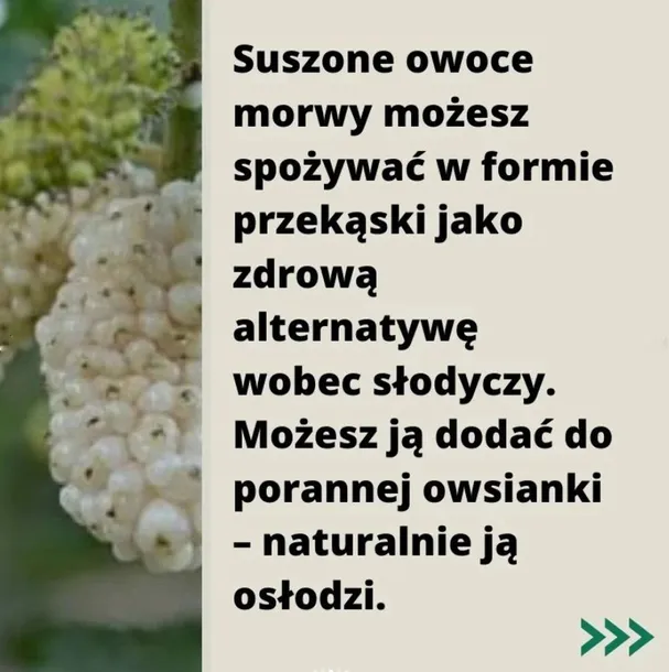 morwa-biala-suszona-500g-targroch-nazwa-handlowa-morwa-biala-tar-groch-suszona-500-g