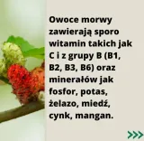 morwa-biala-suszona-500g-targroch-rodzaj-morwa-biala