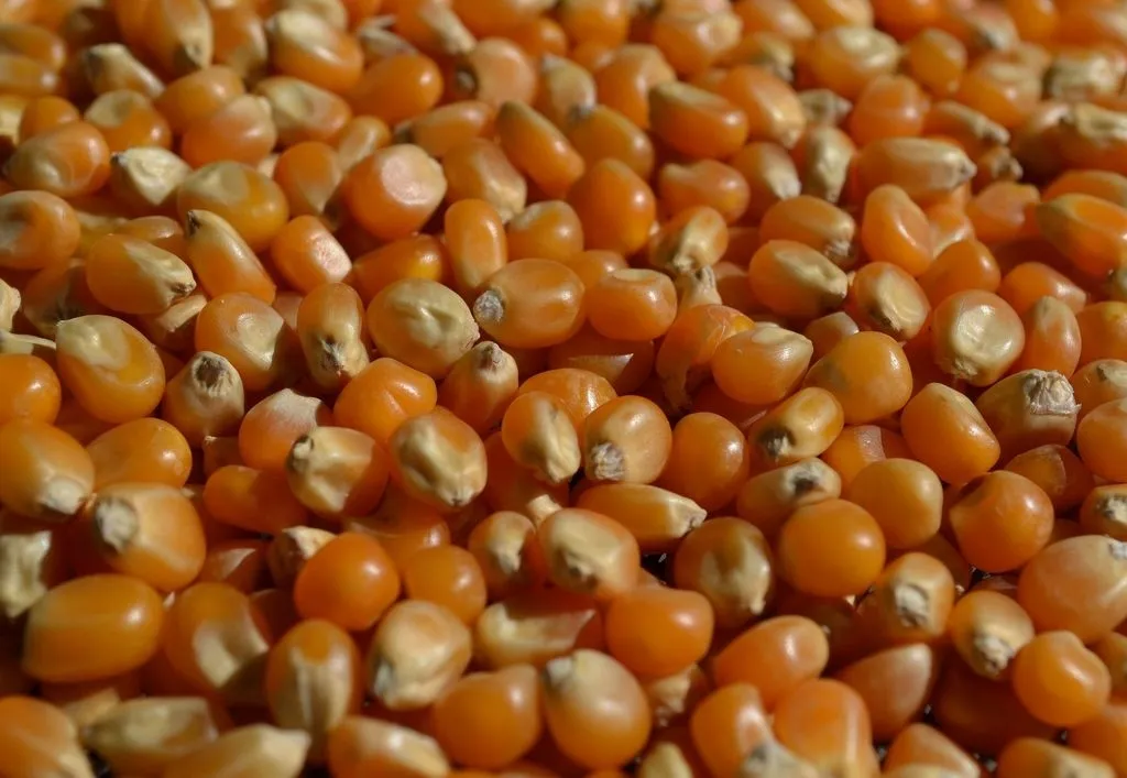 popcorn-ziarno-1kg-makar