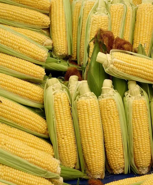 popcorn-ziarno-1kg-makar-kod-producenta-ziarno-do-prazenia-1000-g-popcorn-makar