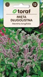 mieta-dlugolistna-01g-toraf