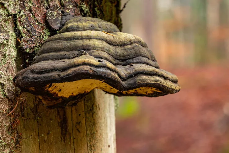 herbata-czaga-50-gr-marka-inna