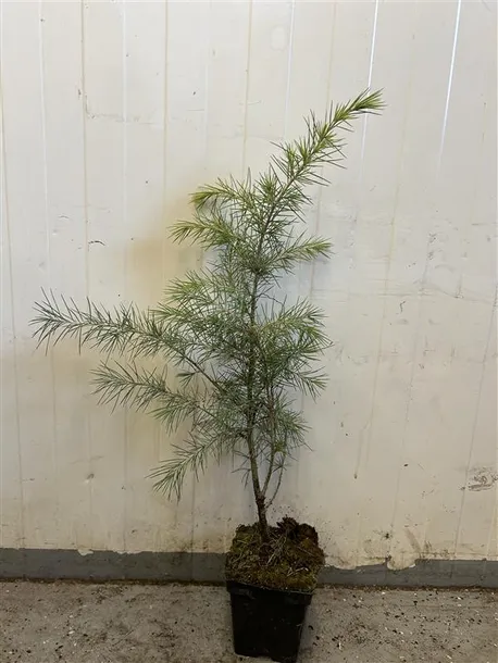 cedr-himalajski-sadzonki-40-60-cm-rodzaj-rosliny-inny-producent-gospodarstwo-rolne-dobroslaw-kresowski