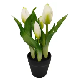 tulipan-x5-doniczka-kremowy-sp