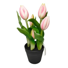 tulipan-x5-doniczka-jasny-roz-sp