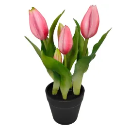 tulipan-x5-doniczka-rozowy-sp