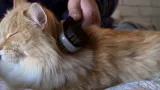furminator-szczotka-dwustronna-stan-nowy