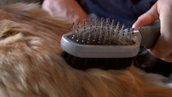 furminator-szczotka-dwustronna-wlosie-naturalne