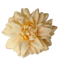dalia-wyr-budyniowa-12-szt-sp
