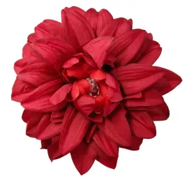 dalia-wyr-wisniowa-12-szt-sp