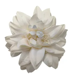 dalia-wyr-kremowa-12-szt-sp