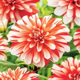 dalia-dekoracyjna-pennylane-1-szt-dalie-sadzonki-sadzonka-duze-bulwy