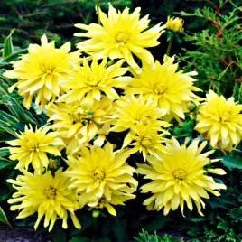 dalia-kaktusowa-munchen-1-szt-dalie-sadzonki-dalii-sadzonka-duze-bulwy