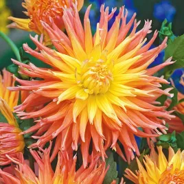 dalia-kaktusowa-fringed-star-1-szt-dalie-sadzonki-dalii-sadzonka-duze-bulwy