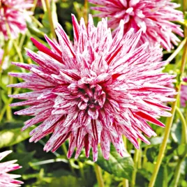 dalia-kaktusowa-hy-trio-1-szt-dalie-sadzonki-dalii-sadzonka-duze-bulwy