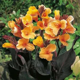 canna-kanna-paciorecznik-louis-cotton-1-szt-sadzonki-canny-kanny