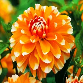 dalia-dekoracyjna-bahama-apricot-1-szt-dalie-sadzonki-sadzonka-duze-bulwy