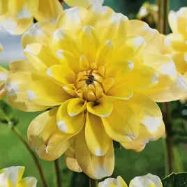 dalia-dekoracyjna-yellow-perception-1szt-dalie-sadzonki-sadzonka-duze-bulwy