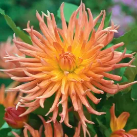 dalia-kaktusowa-shining-star-1-szt-dalie-sadzonki-dalii-sadzonka-duze-bulwy
