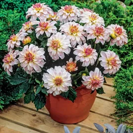 dalia-dekoracyjna-gallery-monet-1-szt-dalie-sadzonki-sadzonka-duze-bulwy