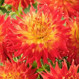 dalia-kaktusowa-fired-up-1-szt-dalie-sadzonki-dalii-sadzonka-duze-bulwy