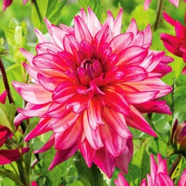 dalia-dekoracyjna-pinkie-swear-1-szt-dalie-sadzonki-sadzonka-duze-bulwy