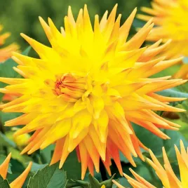 dalia-kaktusowa-rising-sun-1-szt-dalie-sadzonki-dalii-sadzonka-duze-bulwy