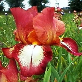 irys-germanica-brodkowy-rimfire-1-szt-irysy-sadzonki-irysow-kosaciec