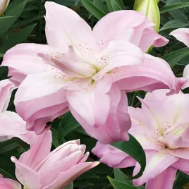 lilia-orientalna-pelna-lotus-queen-1szt-lilie-cebule-lilii-cebulki-pachnaca