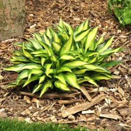 hosta-funkia-lakeside-little-tuft-1-szt-sadzonka-sadzonki-hosty-funkie