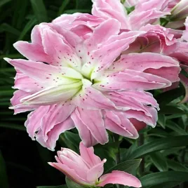 lilia-orientalna-pelna-lotus-elegance-1-szt-lilie-cebule-lilii-cebulki