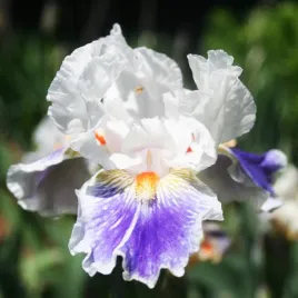 irys-germanica-brodkowy-american-patriot-1-szt-irysy-sadzonki-irysow