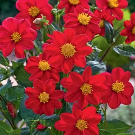 dalia-mignon-czerwona-red-1-szt-dalie-sadzonki-dalii-sadzonka-duze-bulwy