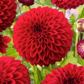 dalia-pomponowa-boom-boom-red-1szt-dalie-sadzonki-dalii-sadzonka-duze-bulwy